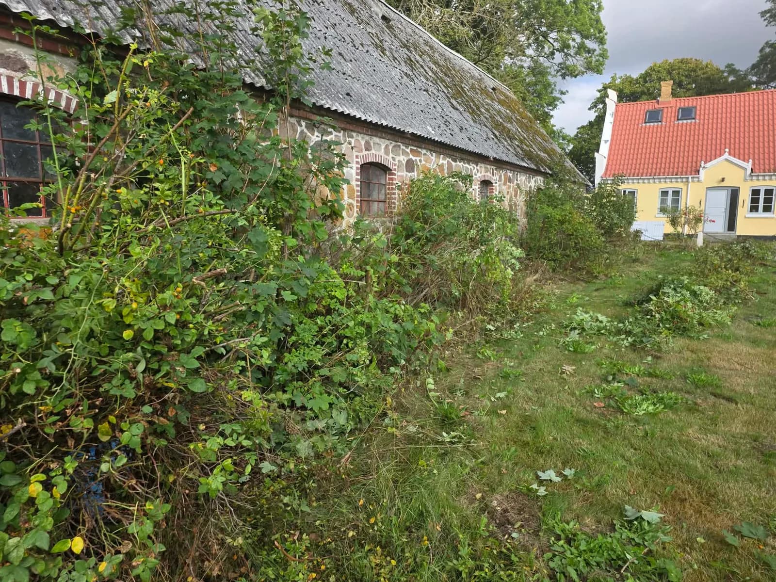 Mur helt tilgroet med vilde roser og krat før oprydningen